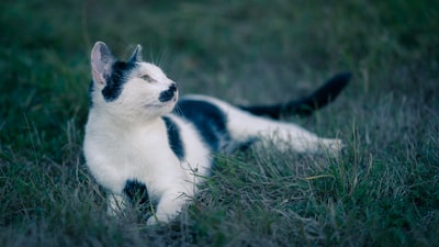 白天绿草上的黑猫和白猫